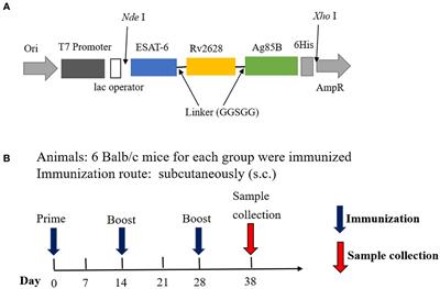 A novel multistage antigens ERA005f confer protection against Mycobacterium tuberculosis by driving Th-1 and Th-17 type T cell immune responses